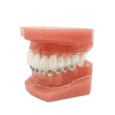 구강교육치아모형대형