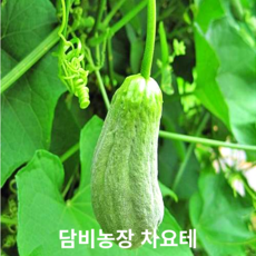 차요태 차요테 chayote 열매 씨앗 2kg, 1개