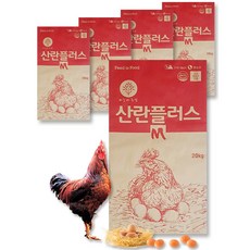오골계병아리