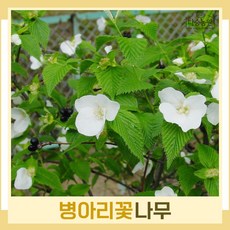 병아리꽃나무 묘목 키80cm(분) 2개