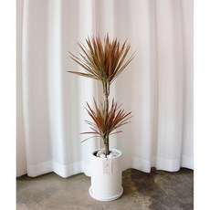 레인보우마지나타