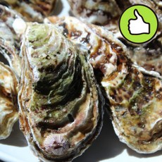 당일채취 통영 제철 하프셀 생굴 석화 각굴 석굴 횟감용 찜 구이, 1박스, 석화