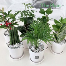 그린플라워 공기정화식물 & 다육식물 소형 도자기 화분 14종 택1, 02.천냥금