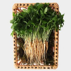 [생산자/산지직송] 이선호님의 새싹삼 50뿌리(20~25cm), 1개