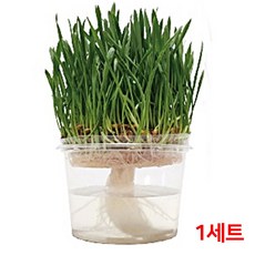 심지 새싹보리재배기 1세트