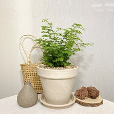 아디안텀