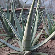 유기농 생알로에 베라 3kg 식용, 1개