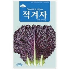 청농종묘 참나물 씨앗, 1세트