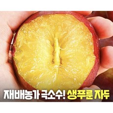 *마감임박 신선한 생푸룬 자두 32800원 한정* 국내 재배 농가 극소수 (300박스), 1개, 생푸룬자두 1KG (10-15과내외 300박스한정) - 생푸룬