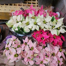 포인세티아 3개묶음, 3개