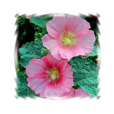 9e2a971fb65541001f2b256bc419176a431ca6d9b1313f99467bcf4ec9a7.png