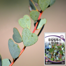 추천7유칼립투스키우기