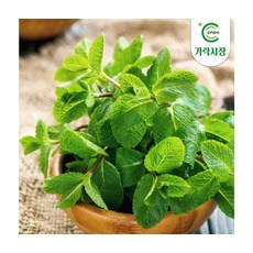 신선한 향긋한 애플민트 500g, ONE COLOR, ONE SIZE