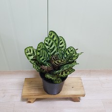 부유식물