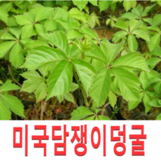 망고묘목