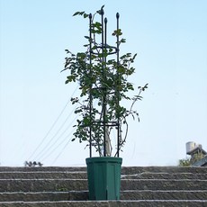 베이직 원형 식물지지대 NO13 4size 지주대 홈 가드닝, 20cm-90cm
