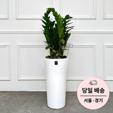 서울개업화분 TOP01
