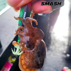 스매쉬 이카 엣지 틴셀 글로우 바늘 쭈꾸미 갑오징어 두족류 에기 UV 케이무라, UV 바늘, A11-옐로우퍼플