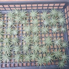 식물공장 식물도매 대량구매 7개 이오난사 소 1~3cm 틸란드시아 수입식물 공기정화식물 59s