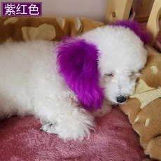 강아지염색약 반려동물염모제 염색크림 반려견 전용염료 롱래스팅 푸들 비숑눈물얼룩제거 파우더, 퍼플레드 100ML (염색도구 증정), 1개
