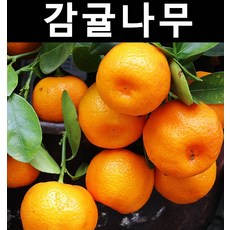 //상품명