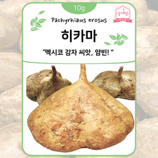 멕시코 감자 히카마 씨앗 10g 얌빈