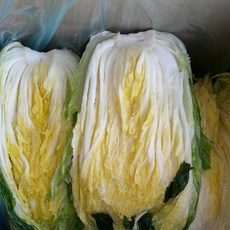 땅끝마을 해남 농가에서 직접 재배하고 절인 김장절임배추 20kg, 11월 12일(출발) 11월 13일(도착)