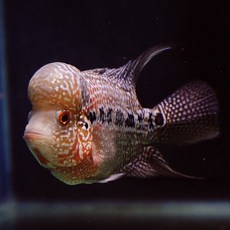 a2451a41d4eee92dd33970657d3e374511196c6aaff2061c5355e4502ab9.jpg