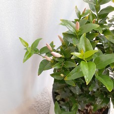 bcf453aa546250d9fca4b78938cdee80ec1a48ed3f0ae238c3994009cf26.jpg