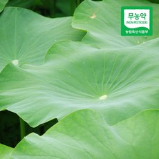 [산지직송] 자연산 무농약 연잎 10장 20장