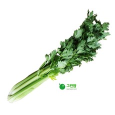 샐러리스틱