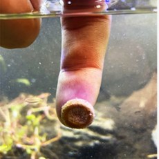 탭사료 피쉬탭 붙이는 사료 물고기밥 구피 치어 금붕어 먹이, 1개