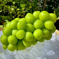 [바구니한가득] 프리미엄 꿀당도 샤인머스켓, 1박스, 2kg(3-4수)