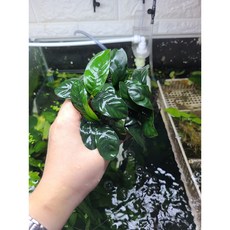 아누비아스 커피폴리아 S사이즈 1포트 자연수초 음성수초
