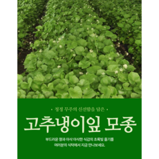 고추냉이모종