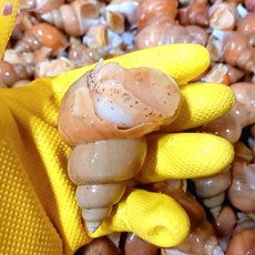 쫄깃한 식감 자연산 백고동 소 1kg(산소포장/40/50미), 상세페이지 참조, 1개