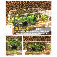 톱사슴벌레암컷