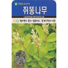 쥐똥나무