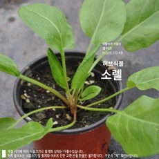 브렐렛
