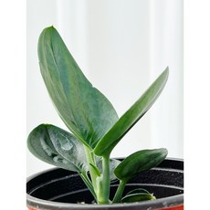 스킨답서스트루비