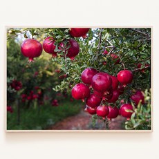 붉은 석류 탐스러운 과일 풍요의 상징 인테리어 풍수 액자, 17. 블랙