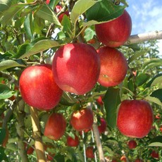 아삭아삭 맛있는 부사 사과 5kg 10kg 가정용사과 흠집사과 못난이사과 흠집부사 고당도사과, 1개