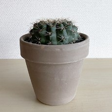 비화옥