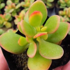 스팀아르헨티나