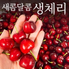 [재구매율 98%] 쿠메푸드 당도선별 캘리포니아산 체리, 1kg, 1개