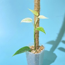 에피프레넘피나텀