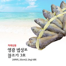 영광 법성포 3호 참조기 20마리 20cm (2.2kg) 내외 국산 영광굴비 보리굴비 택배 차례상용 전통 부세보리굴비 효도선물 감사선물 명품 명절선물 서해의 햇살 바람 바다를 담은, 1개