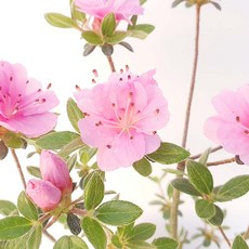 소형 철쭉 나무 학옹 겹 핑크 분홍 색 꽃 분재 묘목 화분 키우기