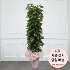 에코플랜트 특대형 개업식화분 사무실이전 축하 화분 배달 [서울.경기 평일 당일배송] <지방배송불가 및 영종도 가평 강화도 배송불가>, 02. 홍콩야자, 1개