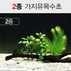 수초) 2종유목수초 마츠모 오발리스(어항장식 수족관꾸미기)